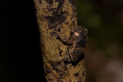 Poropterus bisignatus