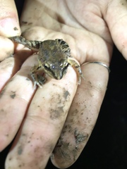 Leptodactylus albilabris