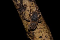 Poropterus bisignatus