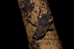 Poropterus bisignatus