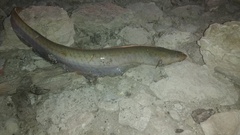 Gymnotus inaequilabiatus