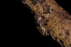 Poropterus bisignatus