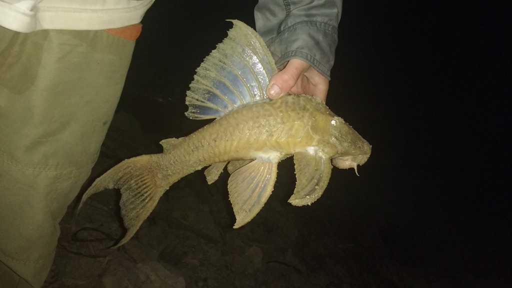 Ternetz's Pleco