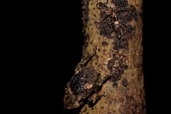 Poropterus bisignatus