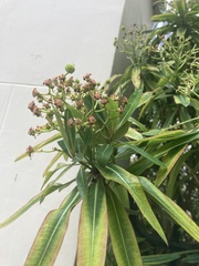 Euphorbia mellifera