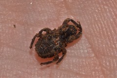 Poropterus bisignatus