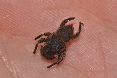 Poropterus bisignatus