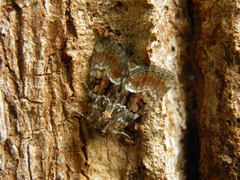 Oligia latruncula