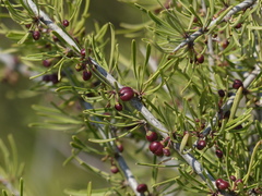 Rhamnus lycioides lycioides