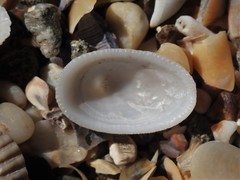 Tugali parmophoidea