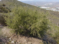 Rhamnus lycioides lycioides