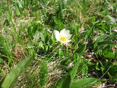 Dryas oxyodonta