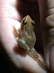 Eleutherodactylus antillensis