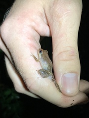 Eleutherodactylus antillensis