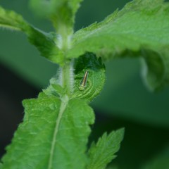 Ishidaella albomarginata