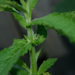 Ishidaella albomarginata