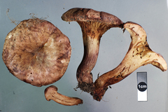 Paxillus ammoniavirescens