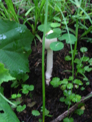 Amanita pallidorosea