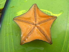 Patiria pectinifera