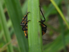 Graphosoma rubrolineatum