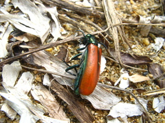 Lytta suturella
