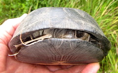 Pelusios rhodesianus