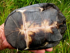 Pelusios rhodesianus