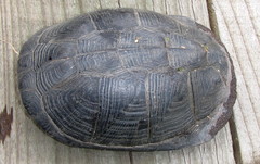 Pelusios rhodesianus