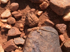 Ctenophorus caudicinctus