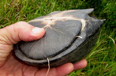 Pelusios rhodesianus