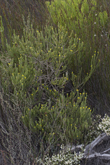 Aspalathus pycnantha