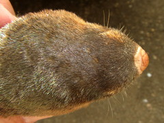 Amblysomus hottentotus