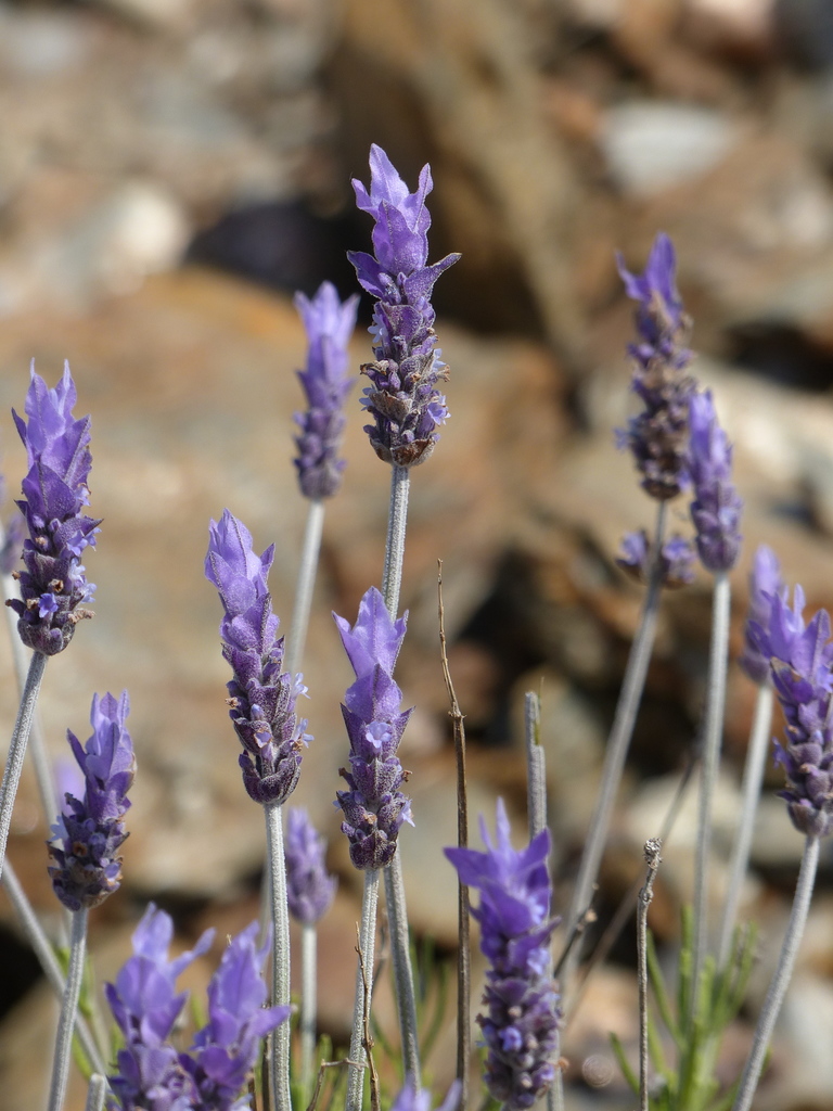 Lavandula dentata