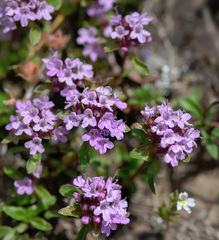 Thymus seravschanicus