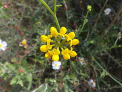 Coronilla juncea