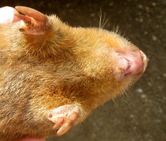 Amblysomus hottentotus