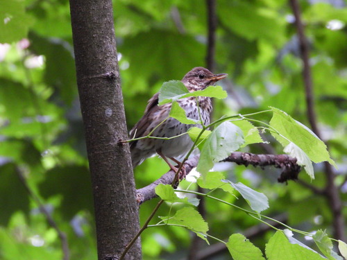 Strazdas giesmininkas