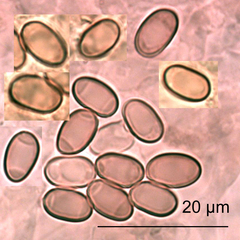 Paxillus ammoniavirescens