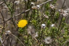 Chrysocoma coma-aurea