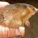Hottentot Golden Mole - Photo (c) Ricky Taylor, some rights reserved (CC BY-NC), uploaded by Ricky Taylor