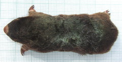 Amblysomus hottentotus