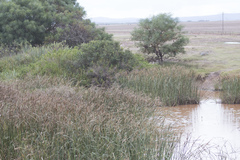 Cyperus fastigiatus