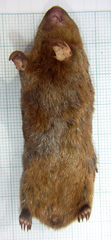 Amblysomus hottentotus