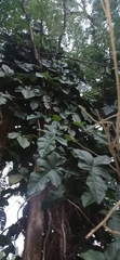 Philodendron ruthianum