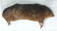 Amblysomus hottentotus