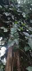 Philodendron ruthianum