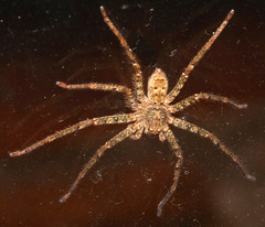 Heteropoda longipes