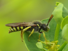 Nomada succincta