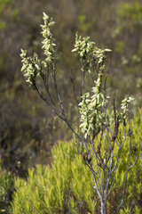 Erica filipendula
