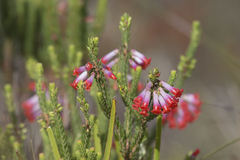 Erica regia